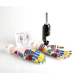 Reflexology Hands Tool Kit for Education Training Practicing by Charlene® (Light Pre-Marked)