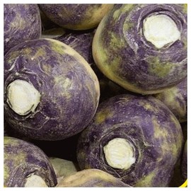 Everwilde Farms - 500 American Purple Top Rutabaga Seeds - Gold Vault Jumbo Seed Packet