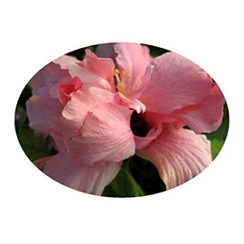Peach Blow Pink Heirloom Tropical Hibiscus Plant Large Double Flower Starter Size 4 Inch Pot Emeralds TM