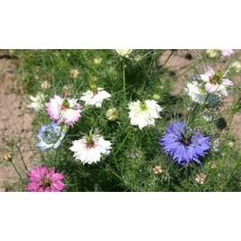 2000 Miss Jekyll Nigella Love in a Mist Flower Seeds Mix
