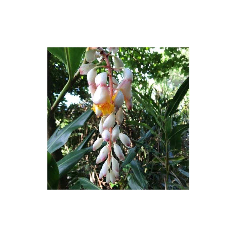 Tsuki Peach Powder, 100% Ishigaki Island, 1.4 oz (40 g)
