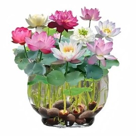 20+Pcs /40+Pcs / 80+Pcs /160+Pcs Mix Bonsai Bowl Lotus Stones, Water Lilys Flower Plant, Lotus Se-ds for Planting Water Features Mixed Color - Colour: 1 Bag(20+PCS)