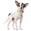 PREHAI Cute Cotton Dog Collar for Boy and Girl Dogs