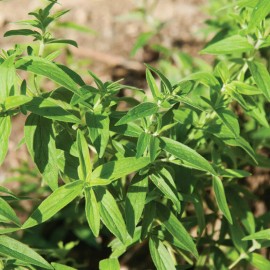 650 Mountain Mint Seeds Pycnanthemum pilosum