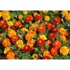 500 French Marigold Sparky Mix Flower Seeds Tagetes Patula -