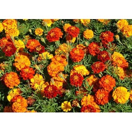 500 French Marigold Sparky Mix Flower Seeds Tagetes Patula - Premium Non-GMO, Open Pollinated, US Grown Seed