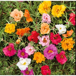Mother Nature's Seeds MOSS ROSE DOUBLE MIX Portulaca Low-growing Peony Blooms Pollinators 500 Seeds