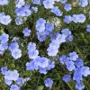 Sunshine Seeds BLUE FLAX SEEDS (100) Linum lewisii / ORGANIC
