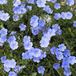 Sunshine Seeds BLUE FLAX SEEDS (100) Linum lewisii / ORGANIC / FLORIDA GROWN / WILDFLOWER HERB