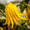 Tree Buddhas Hand (Fingered Citron) Tree - 12-15" Tall -