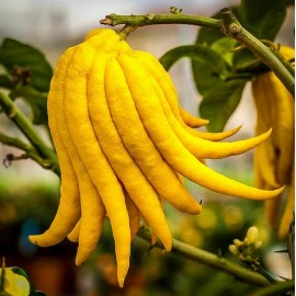 Tree Buddhas Hand (Fingered Citron) Tree - 12-15" Tall - Live Citrus Plant - 5" Pot