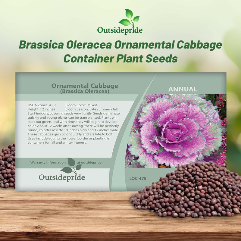 Outsidepride Ornamental Cabbage Flower Seeds - 2000 Pcs. Annual, Cold