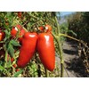 D.O.P. San Marzano Tomatoes Gustarosso DaniCoop – Campania, Italy -