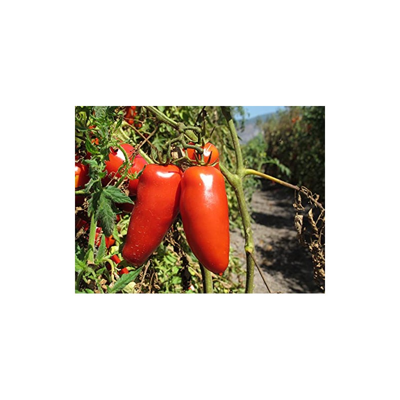 D.O.P. San Marzano Tomatoes Gustarosso DaniCoop – Campania, Italy -