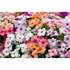 22Day Seeds: Seeds Busy Lizzie Mix/Impatiens Walleriana/Annual Flowers