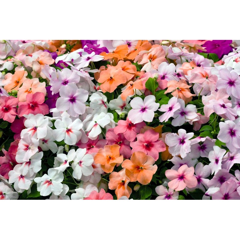22Day Seeds: Seeds Busy Lizzie Mix/Impatiens Walleriana/Annual Flowers