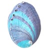 1 Piece Striped Abalone Shell, Abalone Shell Bowl 4-4.5 inches,