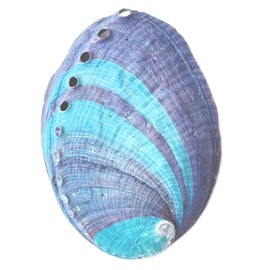 1 Piece Striped Abalone Shell, Abalone Shell Bowl 4-4.5 inches, Suitable for Holding Incense, Small Ornaments, etc., for sage Burning, Holding Incense, sage Tray (Black)