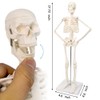 NEW HORIZON 17.7“ High Scientific Human Skeleton Model for Anatomy,Anatomy