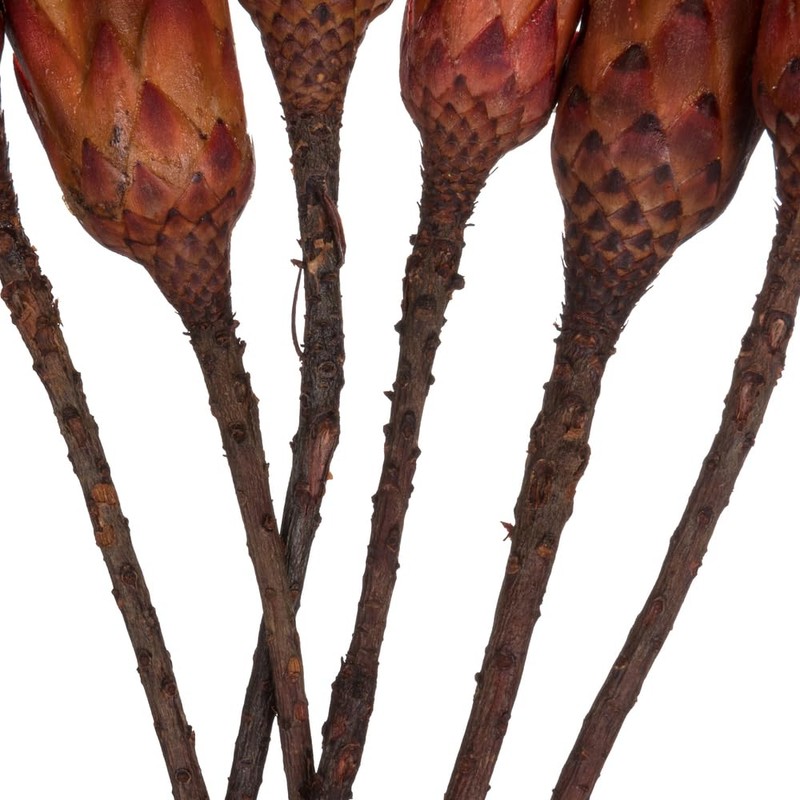 Vickerman 14" Red Repens on a Natural Stem. Includes 6