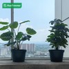 RooTrimmer 8 inches Nursery Pot Plant Grow Sturdy Flower pots