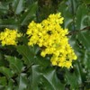 Palm Beach Medicinal Herbs - Tall Oregon Grape (Mahonia aquifolium)