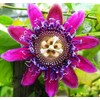 Passionfruit Mix 50+ Seeds Flowers Easy to Grow Planting
