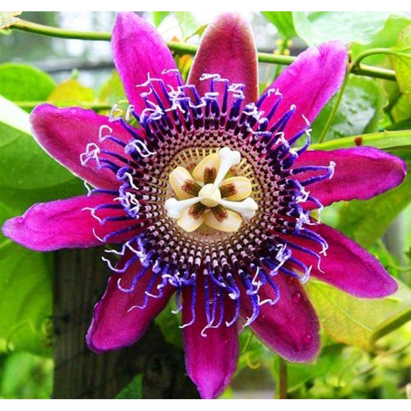 Passionfruit Mix 50+ Seeds Flowers Easy to Grow Planting