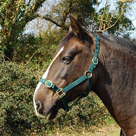 Rhinegold Nylon Headcollar, Cob, Green