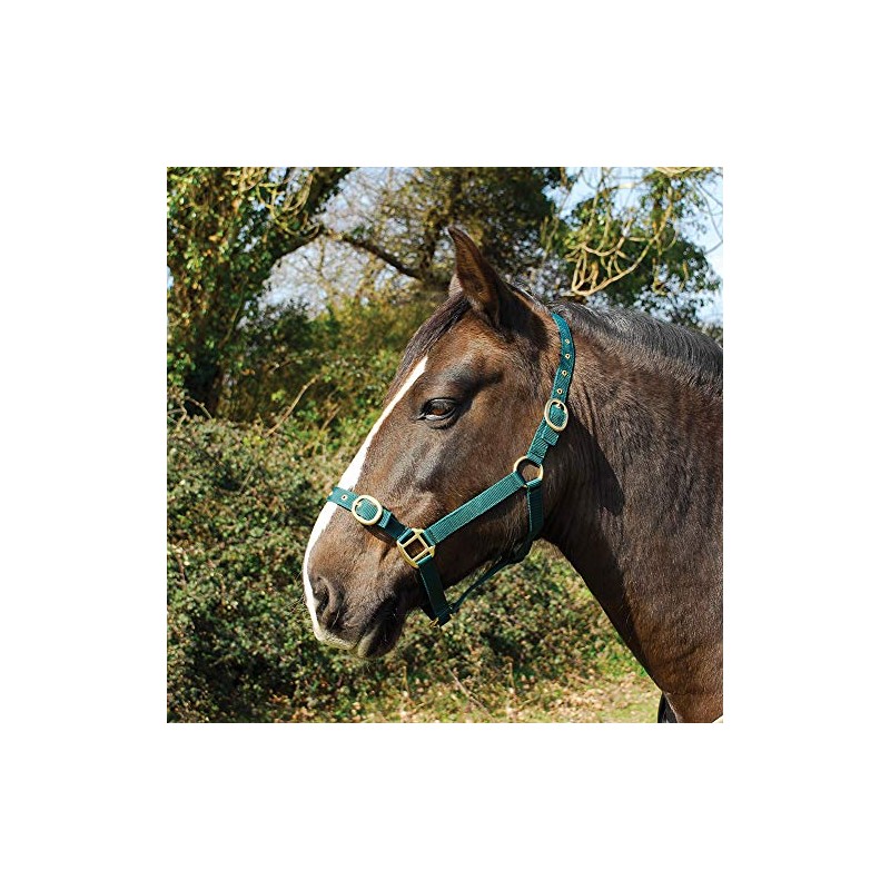 Rhinegold Nylon Headcollar, Cob, Green