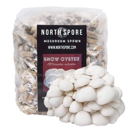 North Spore Organic Snow Oyster (500 ct) Mushroom Plugs for Logs | Premium Quality Mushroom Plug Spawn | Handmade in Maine, USA | Grow Gourmet Mushrooms Outdoors on Logs