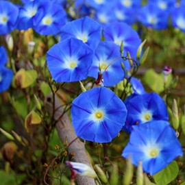 100 Morning Glory Heavenly Blue Seeds USA Harvested pollinator bee Butterfly