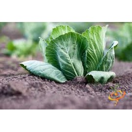Cabbage Seed, Charleston Wakefield, Heirloom, Non GMO, 100+ Seeds, Tasty Healthy Veggie
