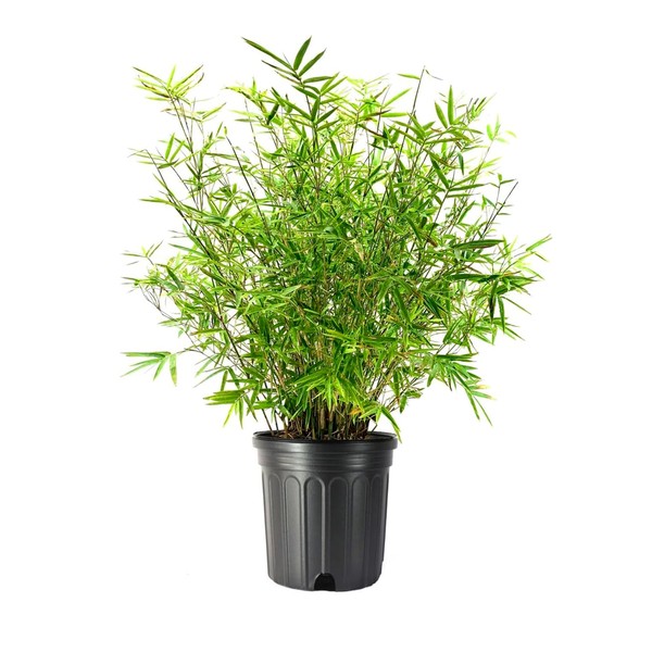 Golden Goddess Hedge Bamboo Plant | 3 Extra Large 3