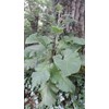 Burdock Seeds 200/ $9.95 +$4,75 Shipp Wild Crafted In Us