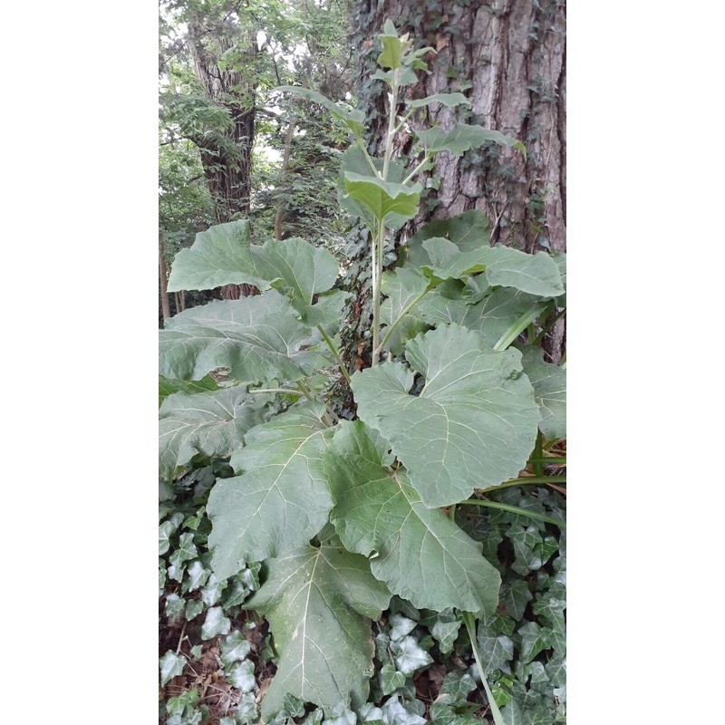 Burdock Seeds 200/ $9.95 +$4,75 Shipp Wild Crafted In Us