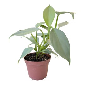 Silver Sword Philodendron, Rare Variety, Live Indoor Plant, 4 inch Pot - Hopewind Plants Shop