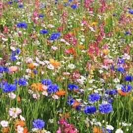 200 Spring into Summer Wildflower Seed Mix. Organic. USA Seeds. Ships free