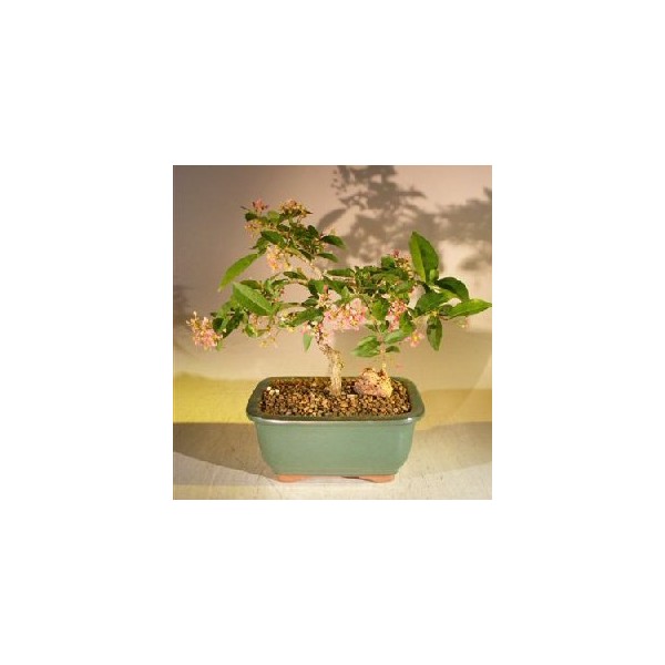 Bonsai Boy's Flowering Dwarf Weeping Barbados Cherry Bonsai Tree Malpighia