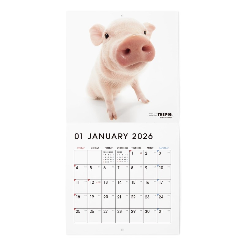 THE PIG 2026 Wall Calendar Mini Size (Pig)