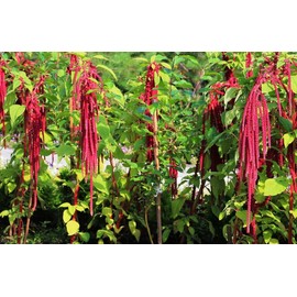 RAISE ME UP: Seeds Love-Lies-Bleeding Red Amaranth Annual Flowers