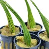 Generic 4 Pots of Dwarf Hairgrass Eleocharis Parvula Potted Live