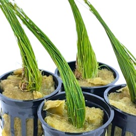Generic 4 Pots of Dwarf Hairgrass Eleocharis Parvula Potted Live Plants Aquarium Tank Fish, Green