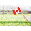50 Pack Mini Canada Flags, 5.5x8.3 Inch, Grand Opening, Carnival,
