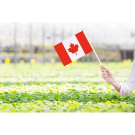 50 Pack Mini Canada Flags, 5.5x8.3 Inch, Grand Opening, Carnival, Party Celebration