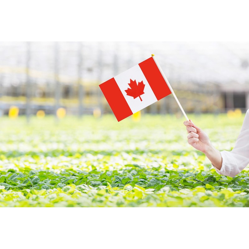50 Pack Mini Canada Flags, 5.5x8.3 Inch, Grand Opening, Carnival,