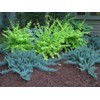 Juniper Blue Chip - 20 Live Plants - Juniperus Horizontalis
