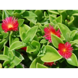 trust in God Farms 30 pcs Aptenia Cordifolia Red Apple Sun Rose 4" to 6" cuttings for rooting