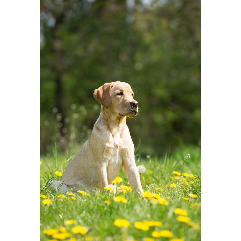 Johnsons Vet Easy One Dose Wormer, Size 2