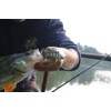 FISHIN ADDICT PERCH Swimbait Multi Jointed Fishing Lure realistic perch